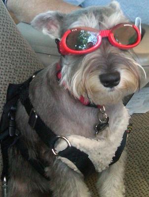 Bama with her doggles, she loves wearing her riding gear