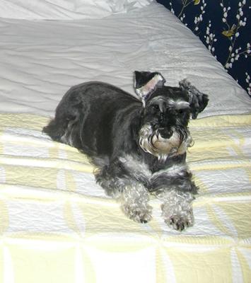 Our Little Schatzie