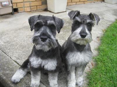 Fletcher (Left) & Milly (Right)