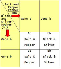 Breeding dog genetics chart