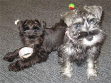2 Schnauzers are twice the fun!