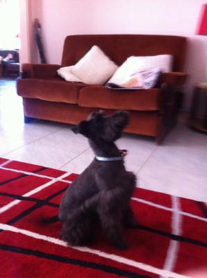 At attention!