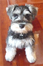 Can We Go Walkies Again?
