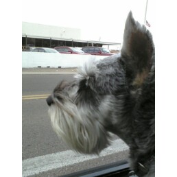 Car Rides are the Best!