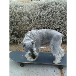 Skateboarding