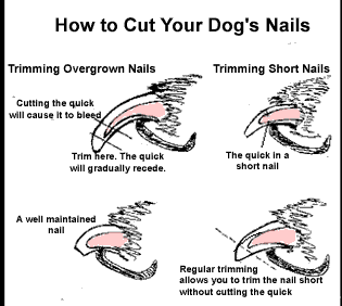 trimming dog nails