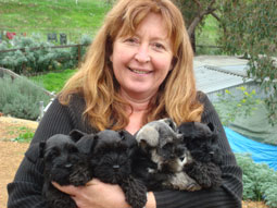 miini schnauzer puppies for sale