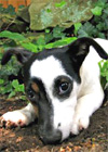 Free Dog Training Advice