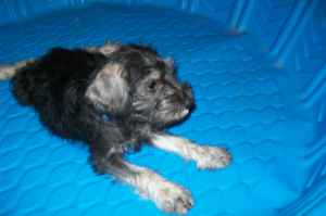 4 months old When I first got him from the breeder.