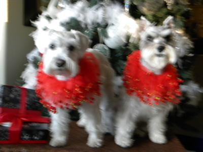 Hurry up and take the picture.  I want my cookie!