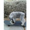 Skateboarding