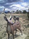 Lucys first deer