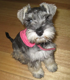 Molly at Puppy School Graduation