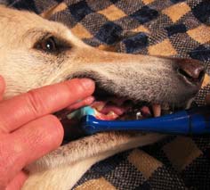 Bad nutrition for your dog leads to this - the need to brush your dog's teeth 