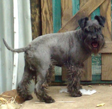 Miniature Schnauzer male at stud in WA