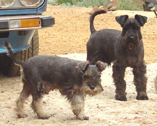 mini schnauzer breeders