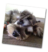 pictures of schnauzers