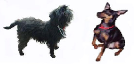 Ancestors of the Miniature Schnauzer