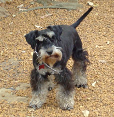 miniature schnauzer poppy