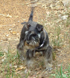 Miniature Schnauzer Sparkle