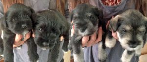 schnauzer puppies for sale
