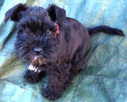 Miniature Schnauzer Health Issues Australia | Miniature Schnauzer