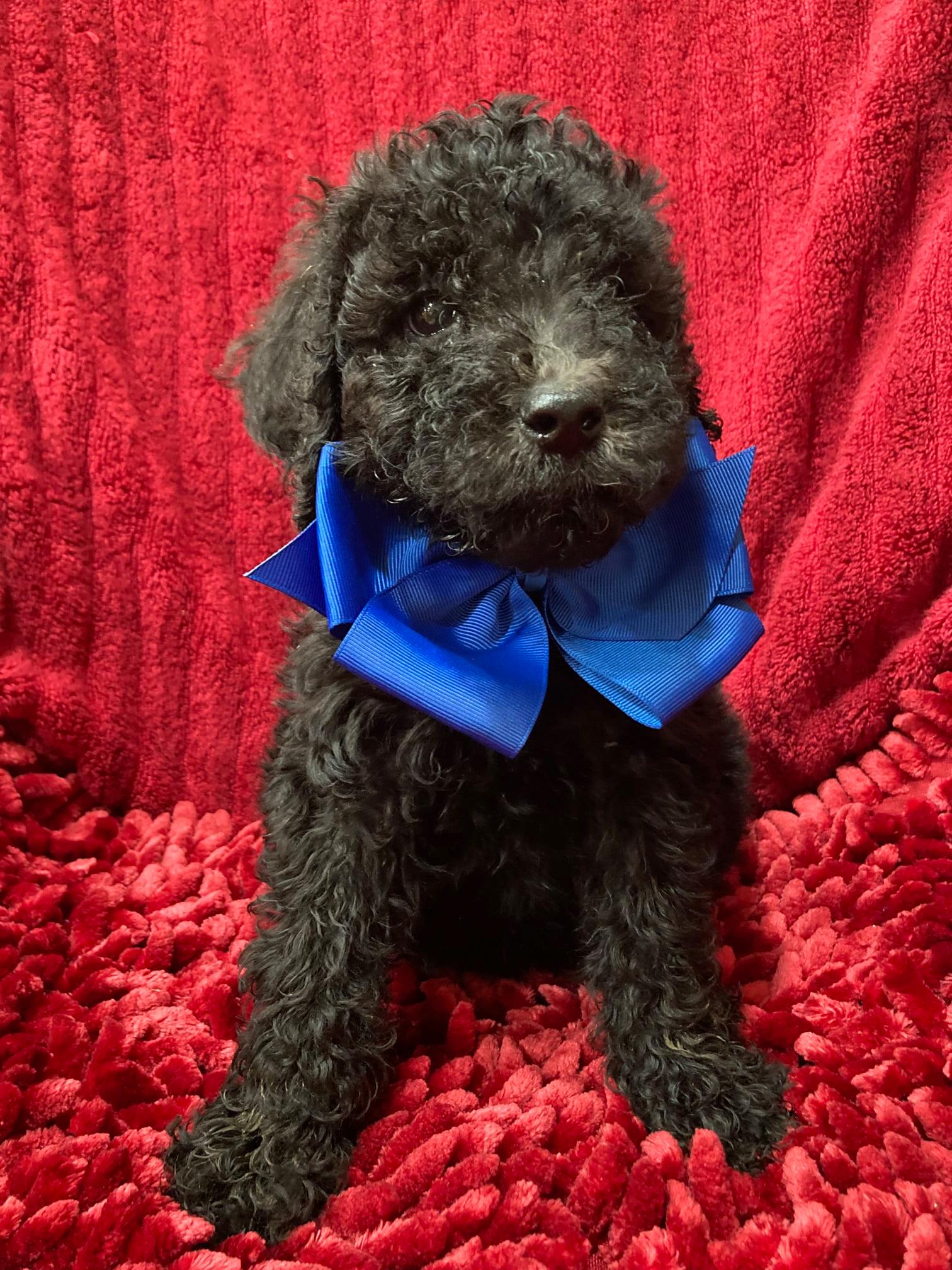 Standard Poodle Puppies For Sale Kansas City MO Potty Trained Puppies for Sale MO Schnauzerama