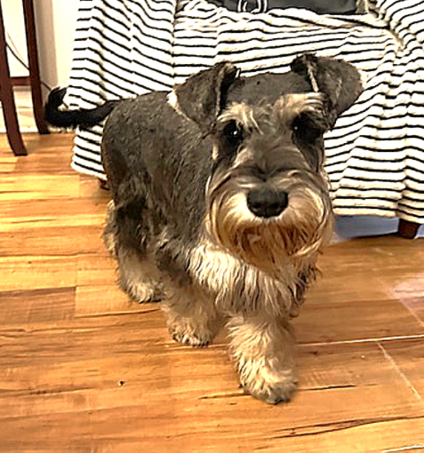 older schnauzer puppy for sale