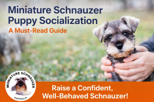 miniature schnauzer puppy socialization checklist