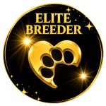 miniature schnauzer australia ebf